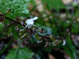 Image of Salvia hayatae Makino ex Hayata