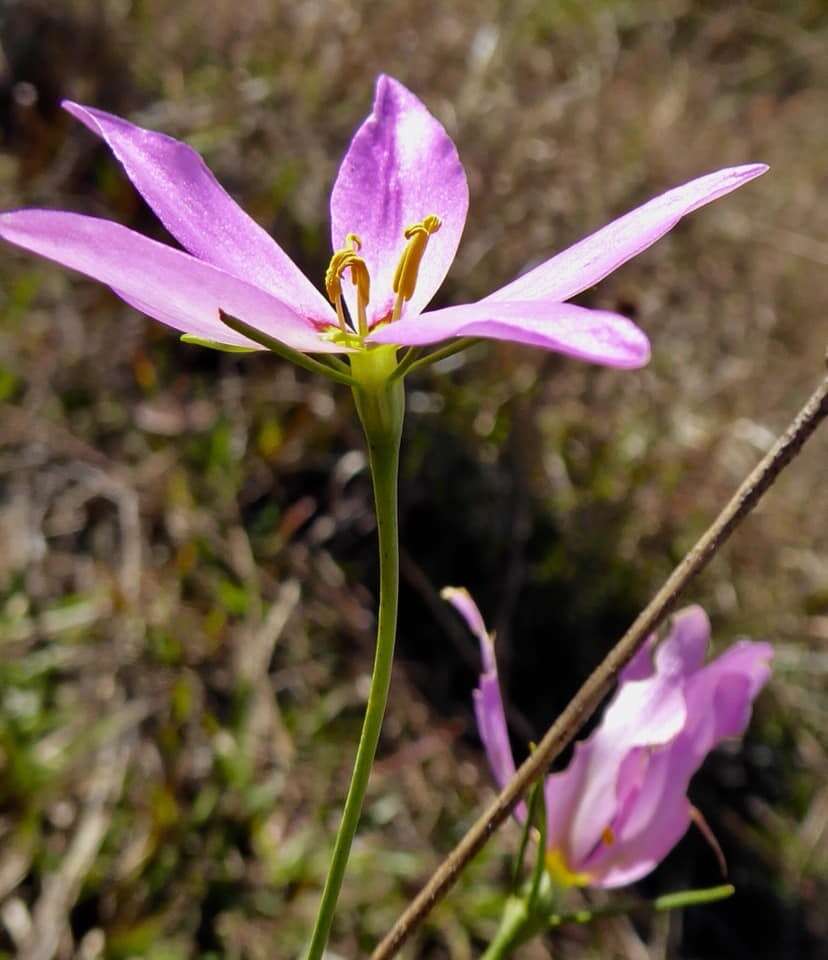 Image of largeflower rose gentian