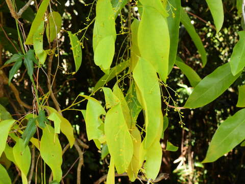 Image of Hypserpa laurina (F. Müll.) Diels