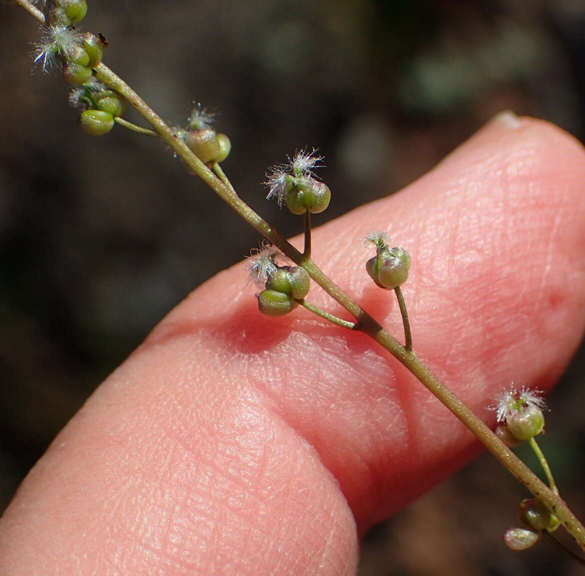 Image of Triglochin bulbosa subsp. bulbosa