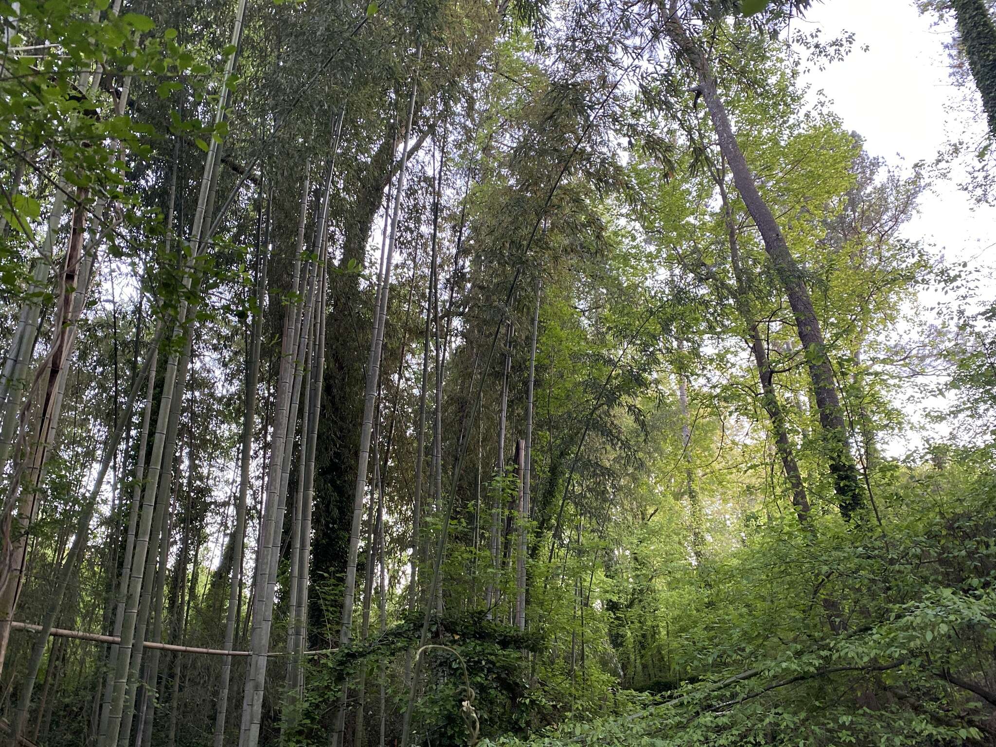 Plancia ëd Phyllostachys reticulata (Rupr.) K. Koch