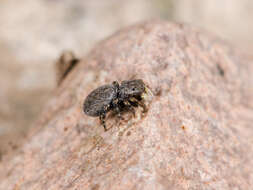 Image of Talavera petrensis (C. L. Koch 1837)