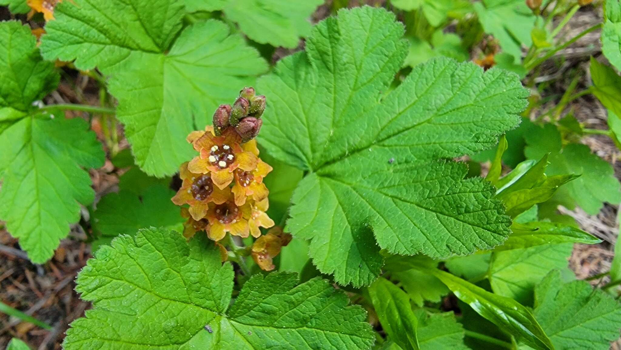 Слика од Ribes erythrocarpum Coville & Leiberg