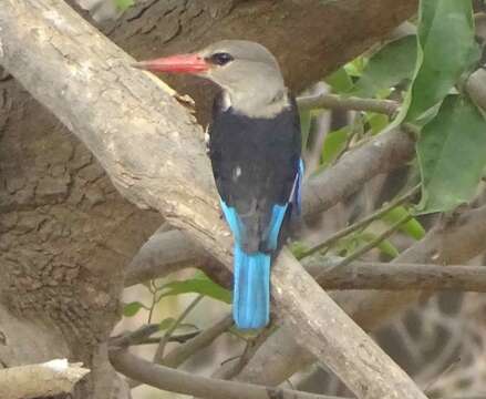 Image of Chestnut-bellied Kingfisher