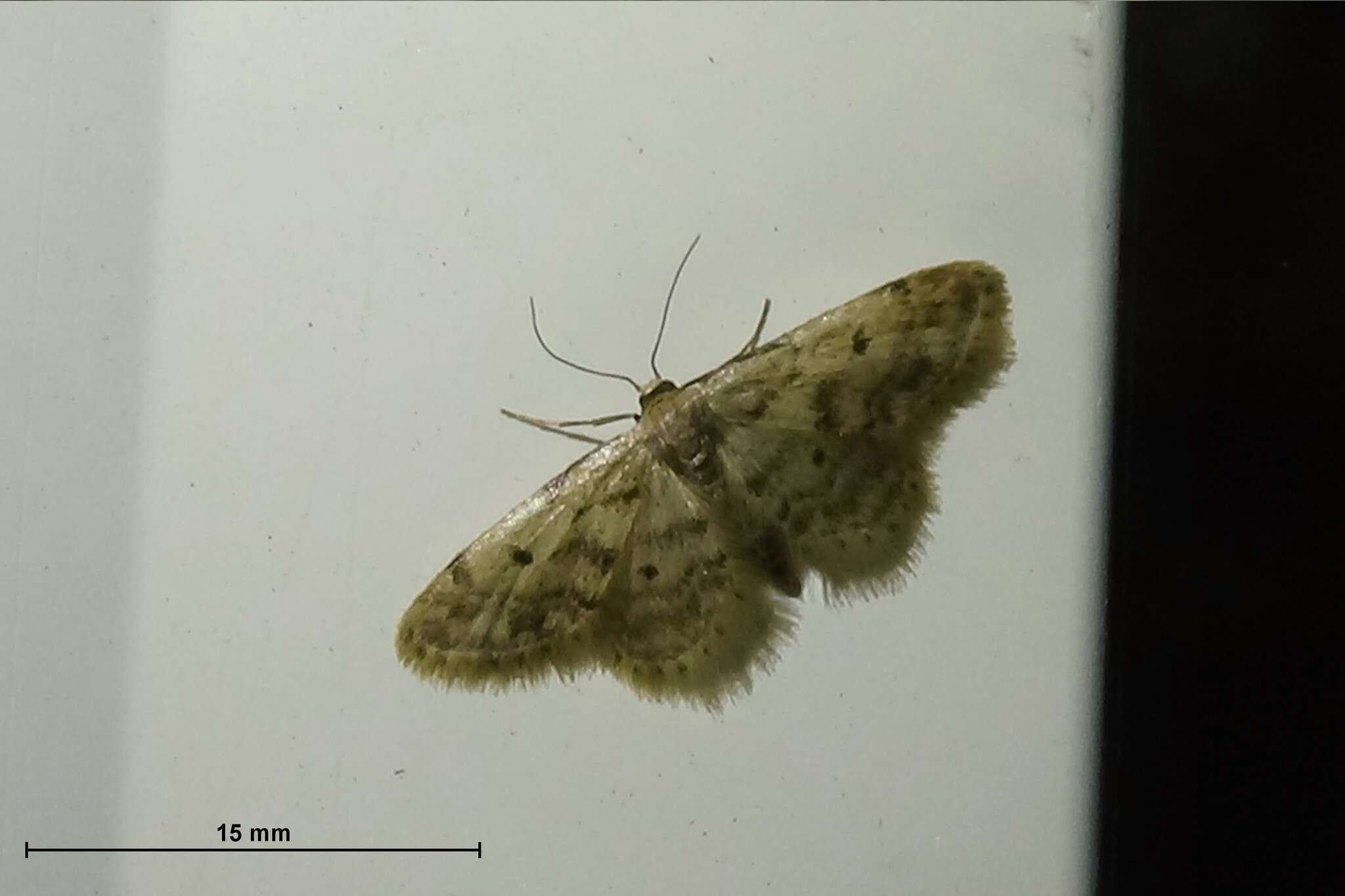 Image of Fortunate Idaea