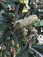 Image of Banksia integrifolia subsp. integrifolia