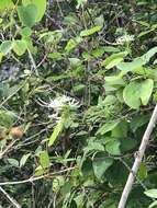 Image of Bauhinia divaricata L.