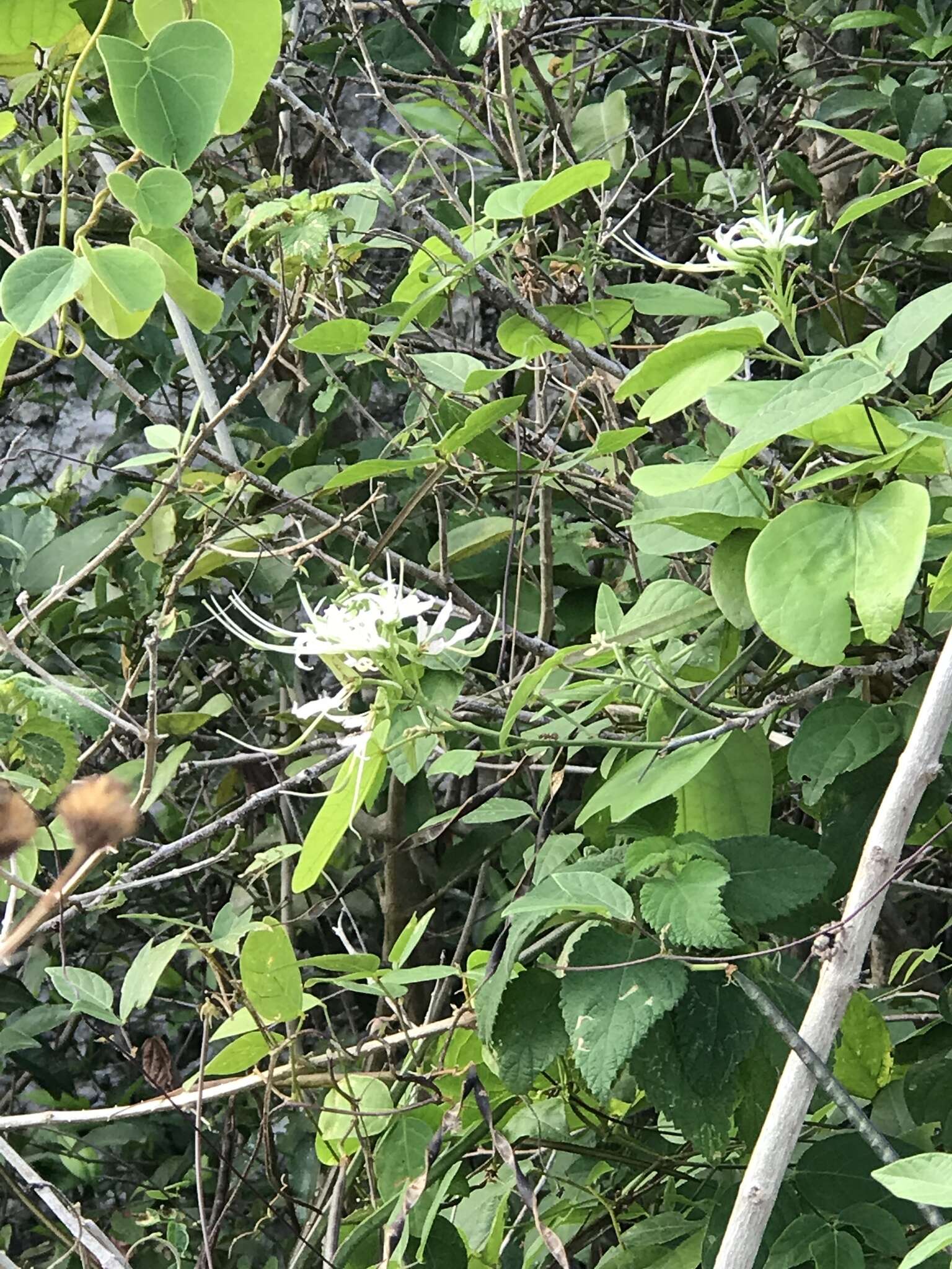 Sivun Bauhinia divaricata L. kuva