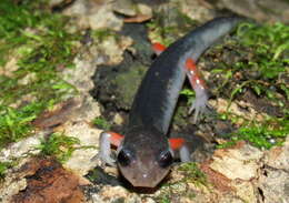 Image of Red-legged Salamander