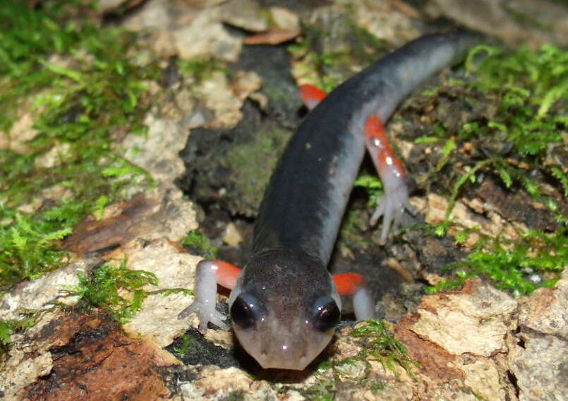Image of Red-legged Salamander