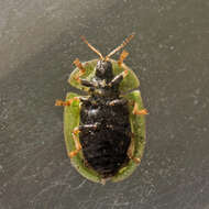 Image of thistle tortoise beetle