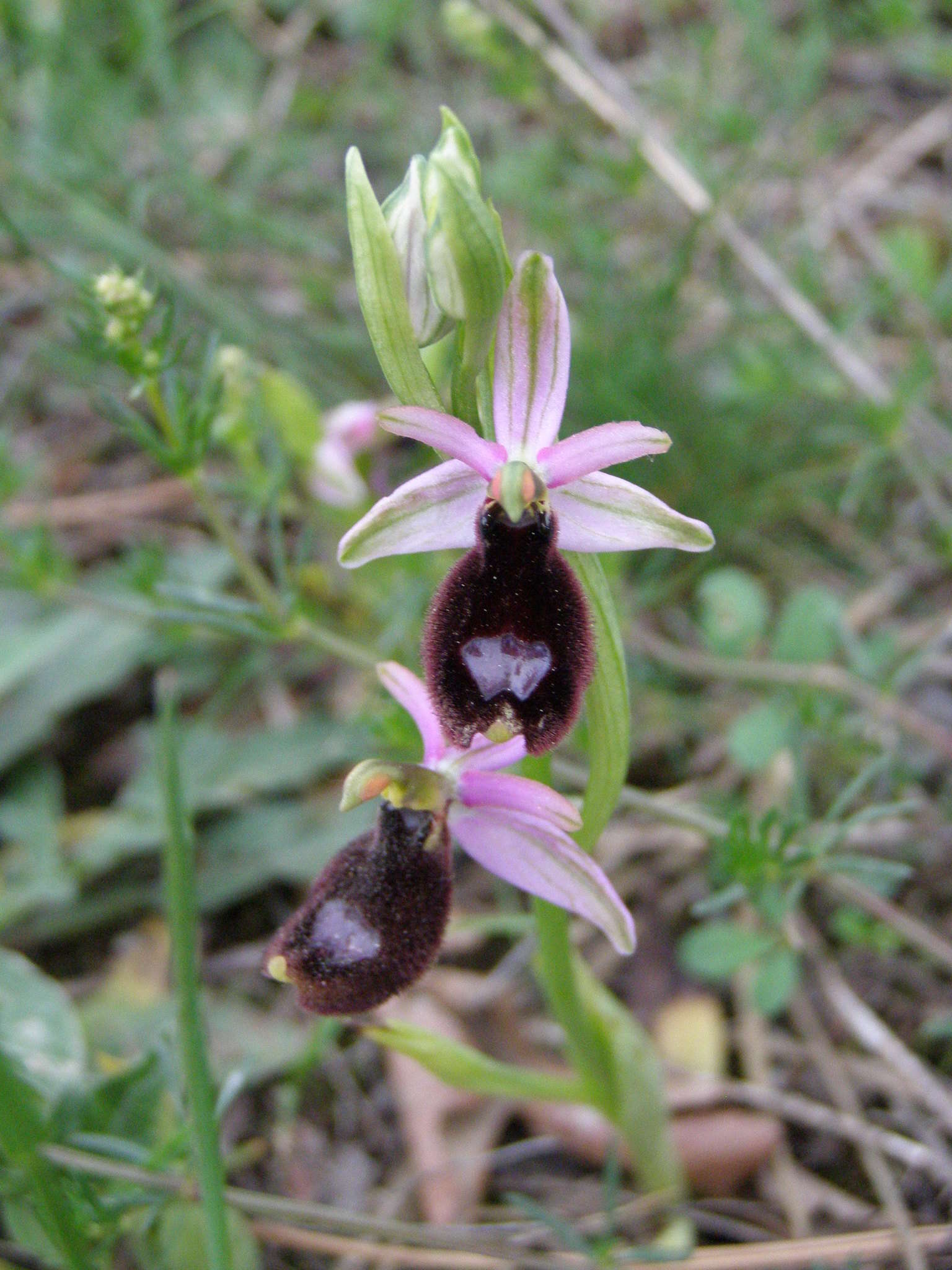 Слика од Ophrys bertolonii Moretti