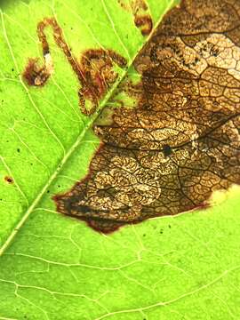 Image of Stigmella prunifoliella (Clemens 1861) Newton et al. 1982