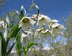 Image of Fritillaria bucharica Regel