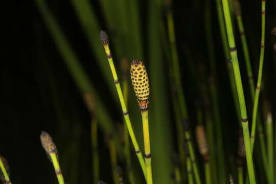 Image of smooth horsetail