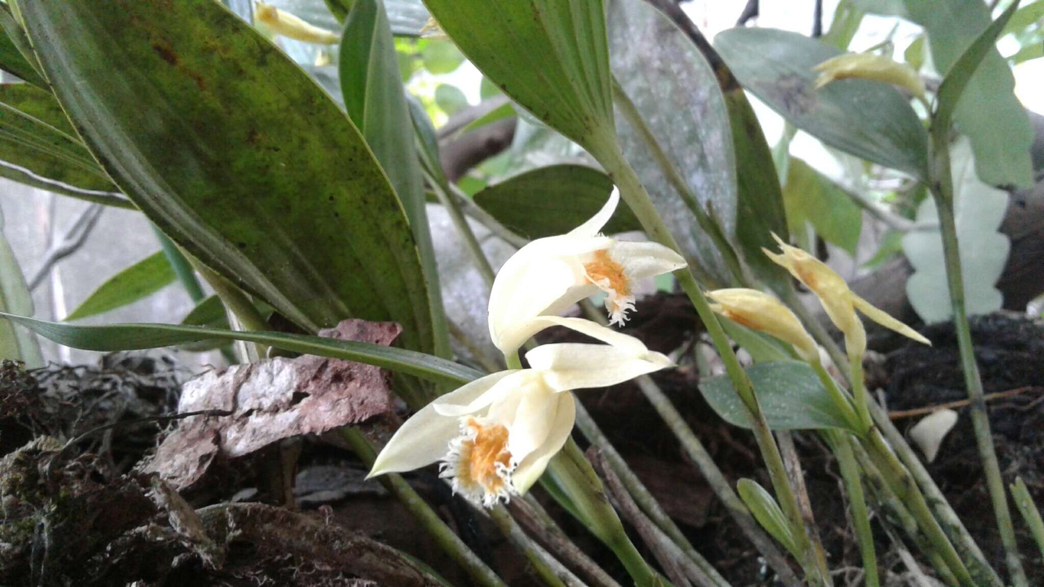 Image of Sobralia fragrans Lindl.