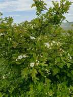 Image of Crataegus sphaenophylla Pojark.