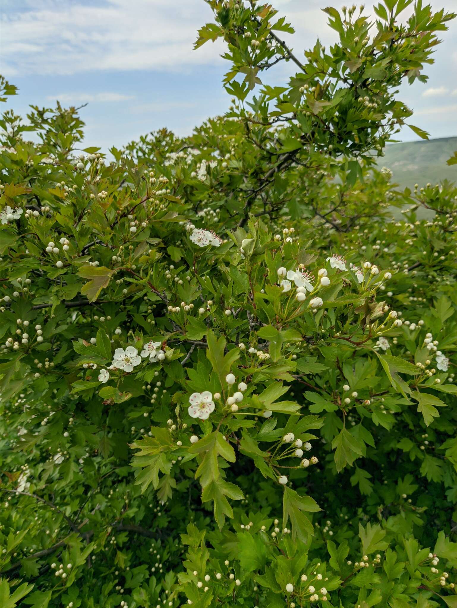 Image of Crataegus sphaenophylla Pojark.