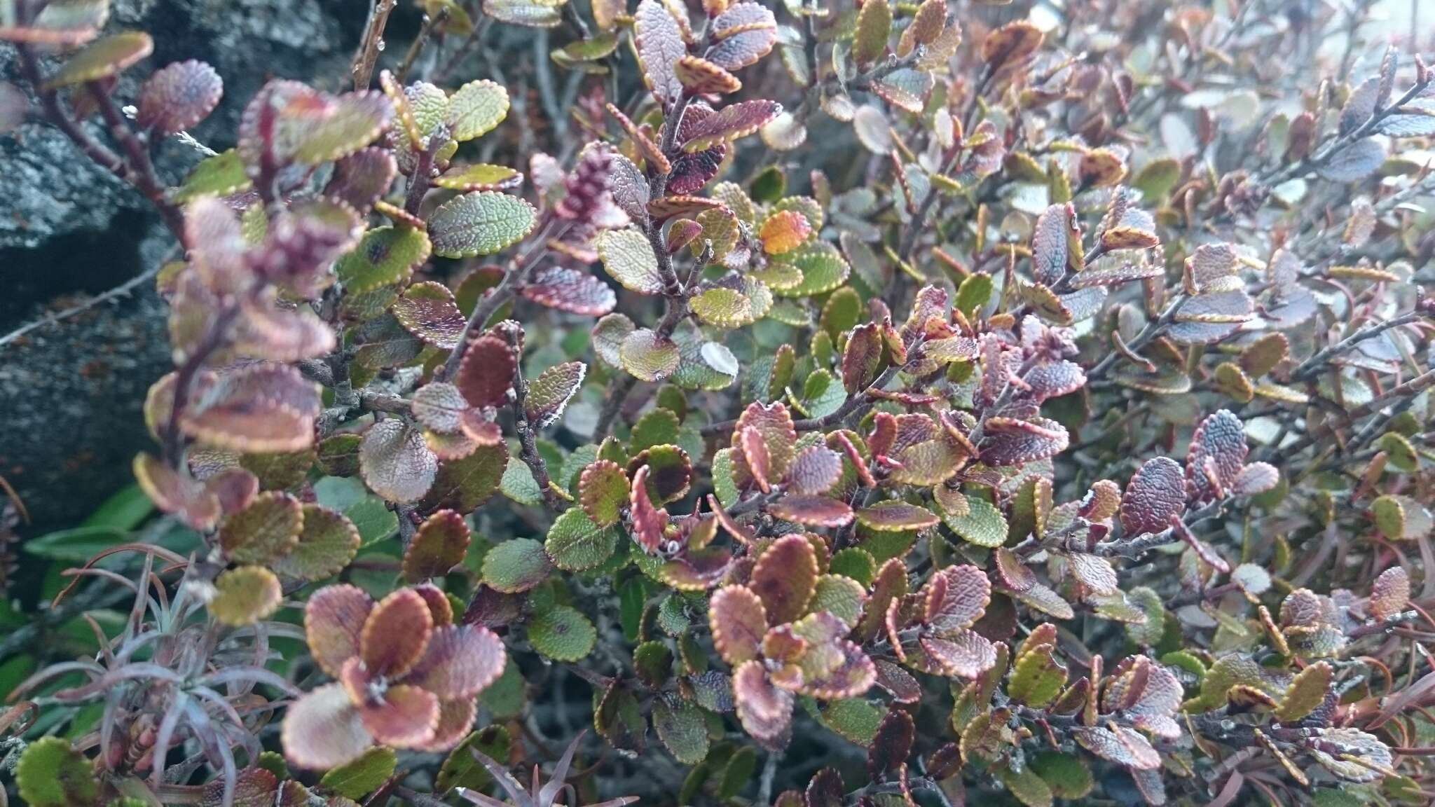 Image of Gaultheria colensoi Hook. fil.