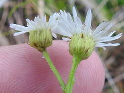 Image de Erigeron vernus (L.) Torr. & A. Gray