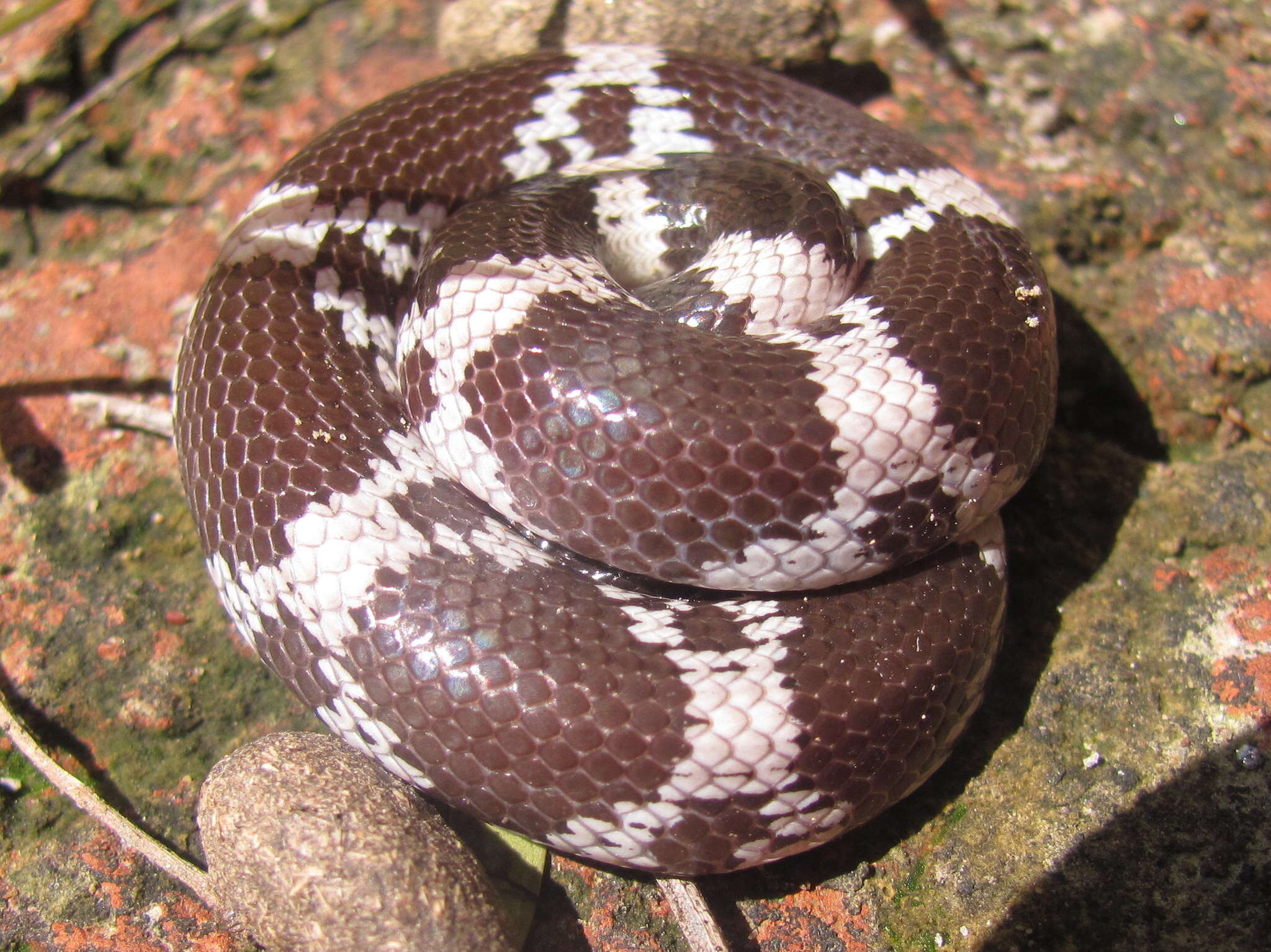 Image of Barred Wolf Snake