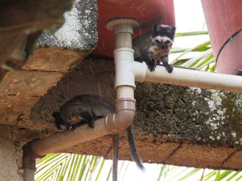 صورة Saguinus imperator imperator (Goeldi 1907)