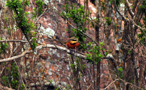 Melanopareia maximiliani (d'Orbigny 1835)的圖片