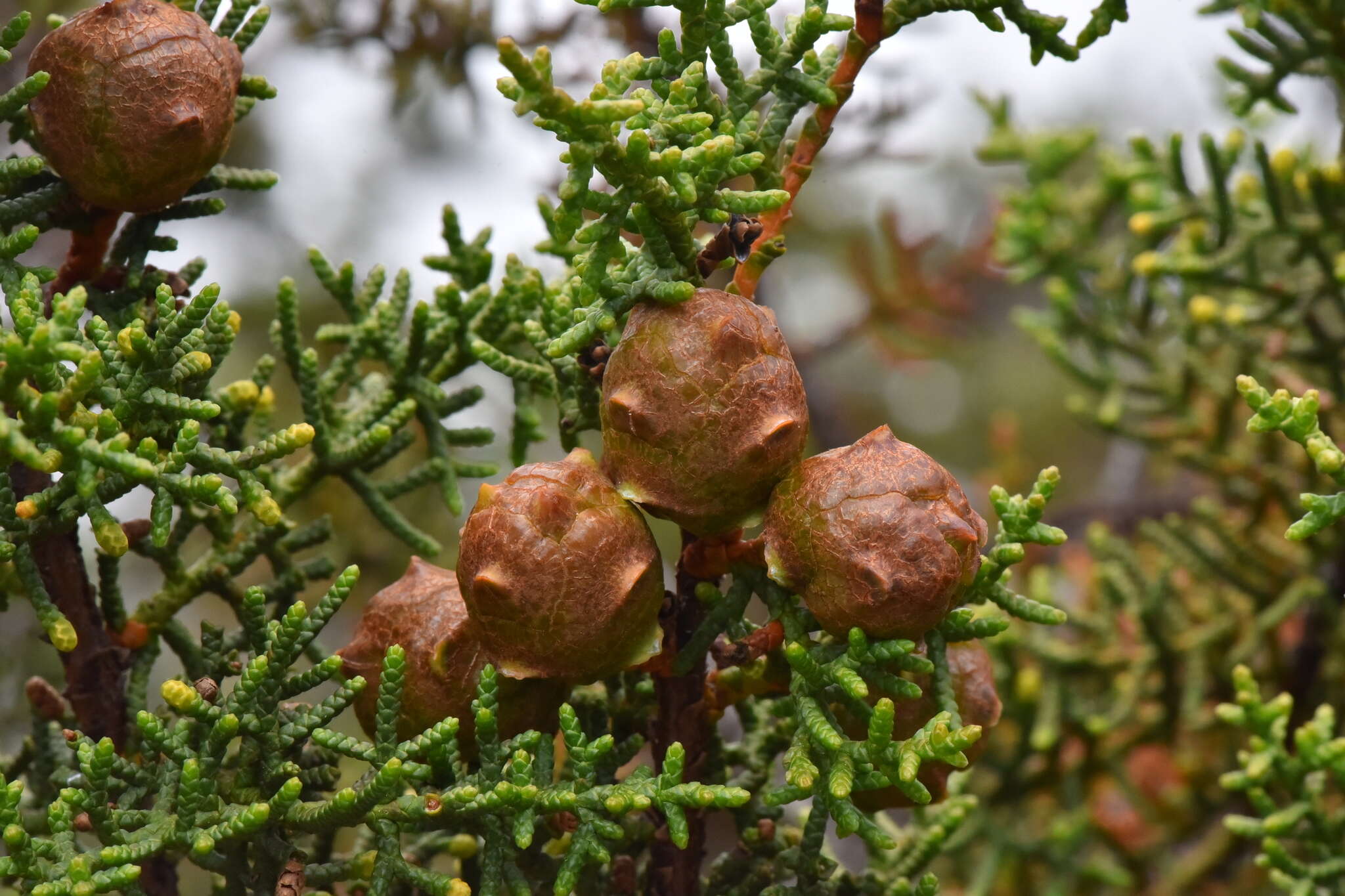 صورة Cupressus goveniana var. goveniana