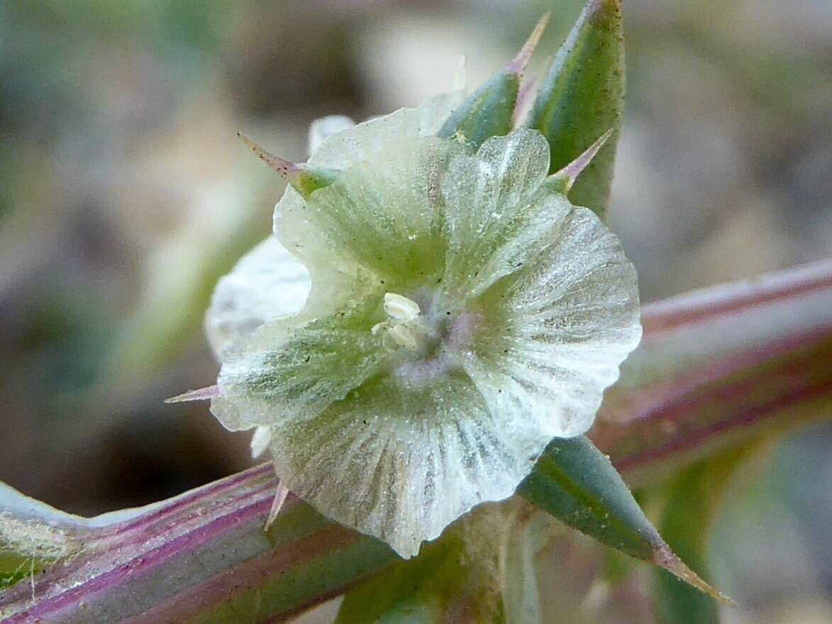 Kali tragus (L.) Scop.的圖片