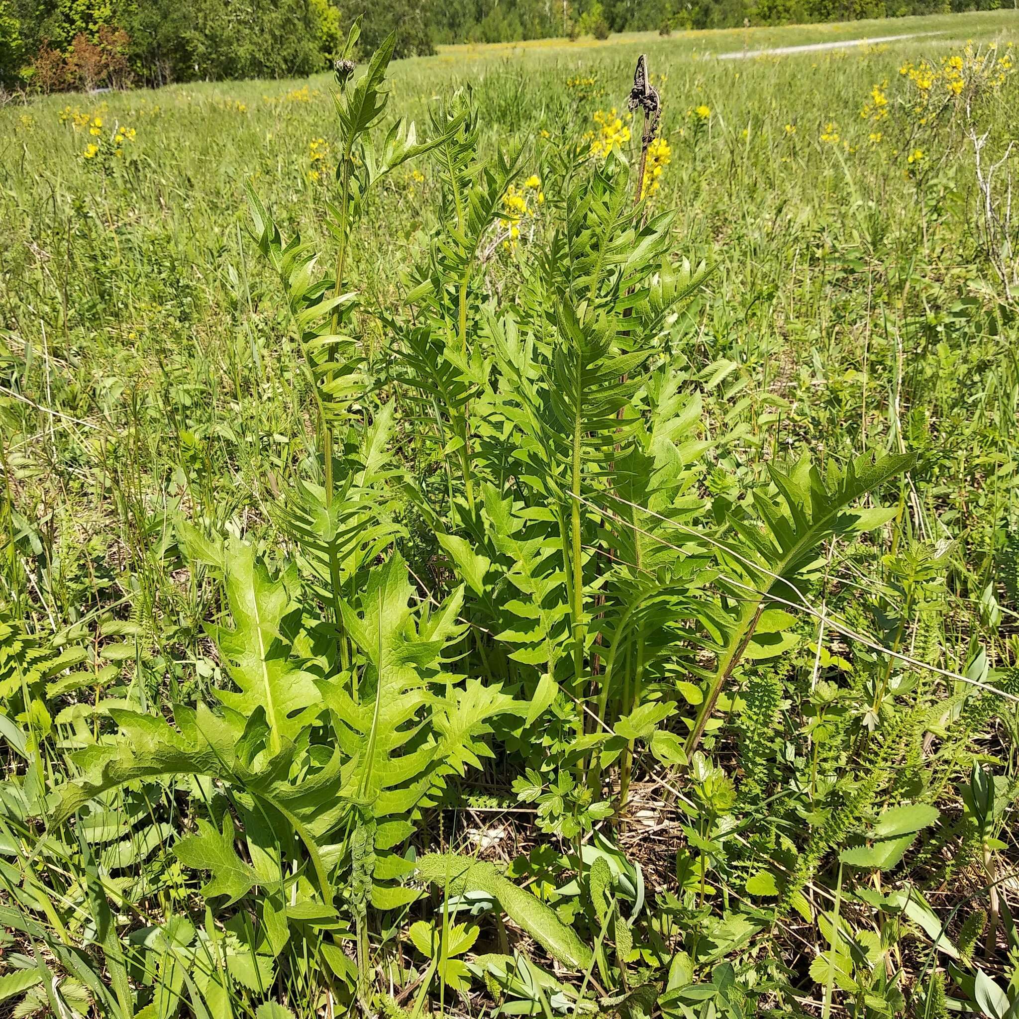 Image of Klasea radiata subsp. gmelinii (Tausch) L. Martins