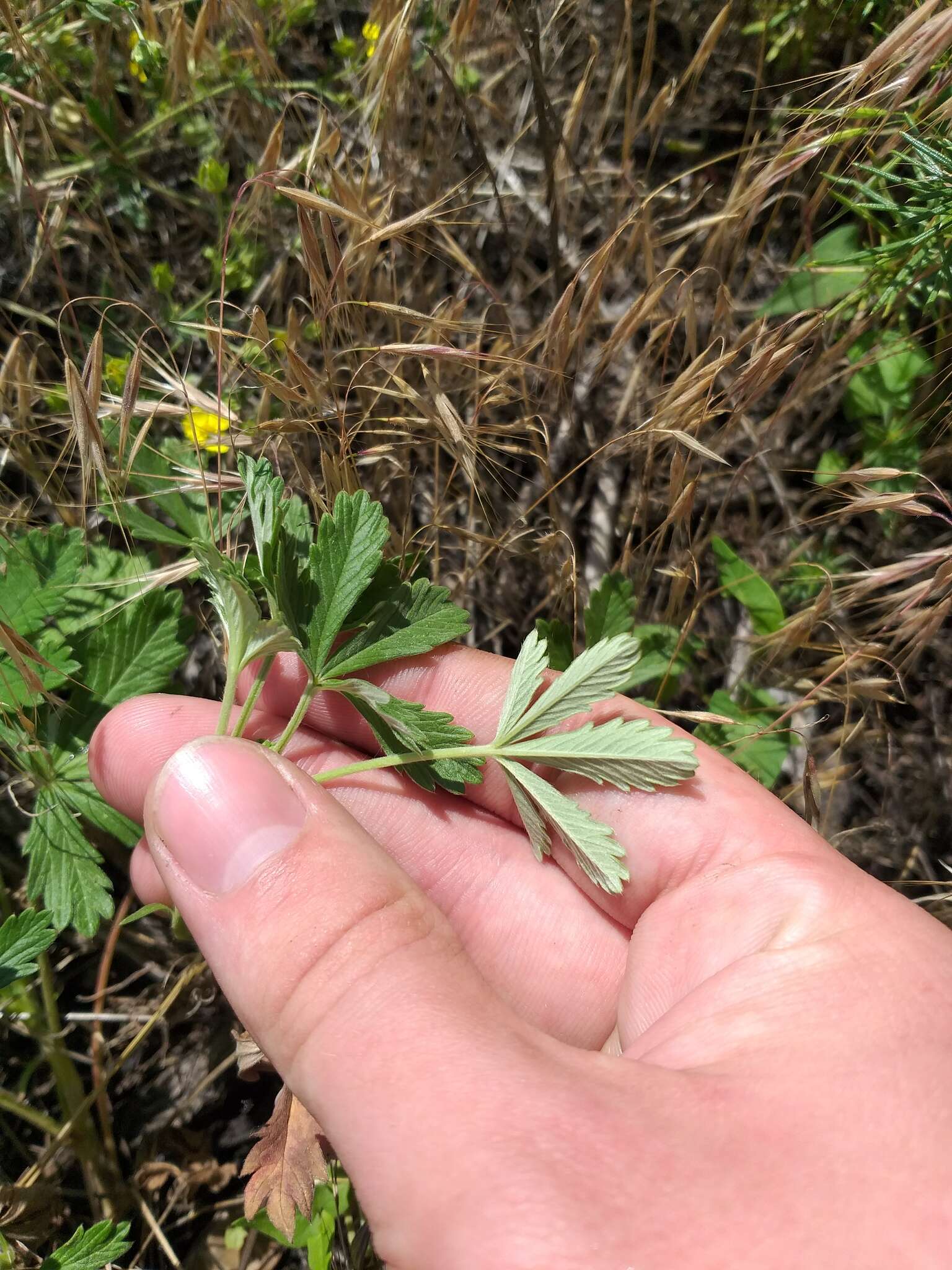 صورة Potentilla collina Wibel