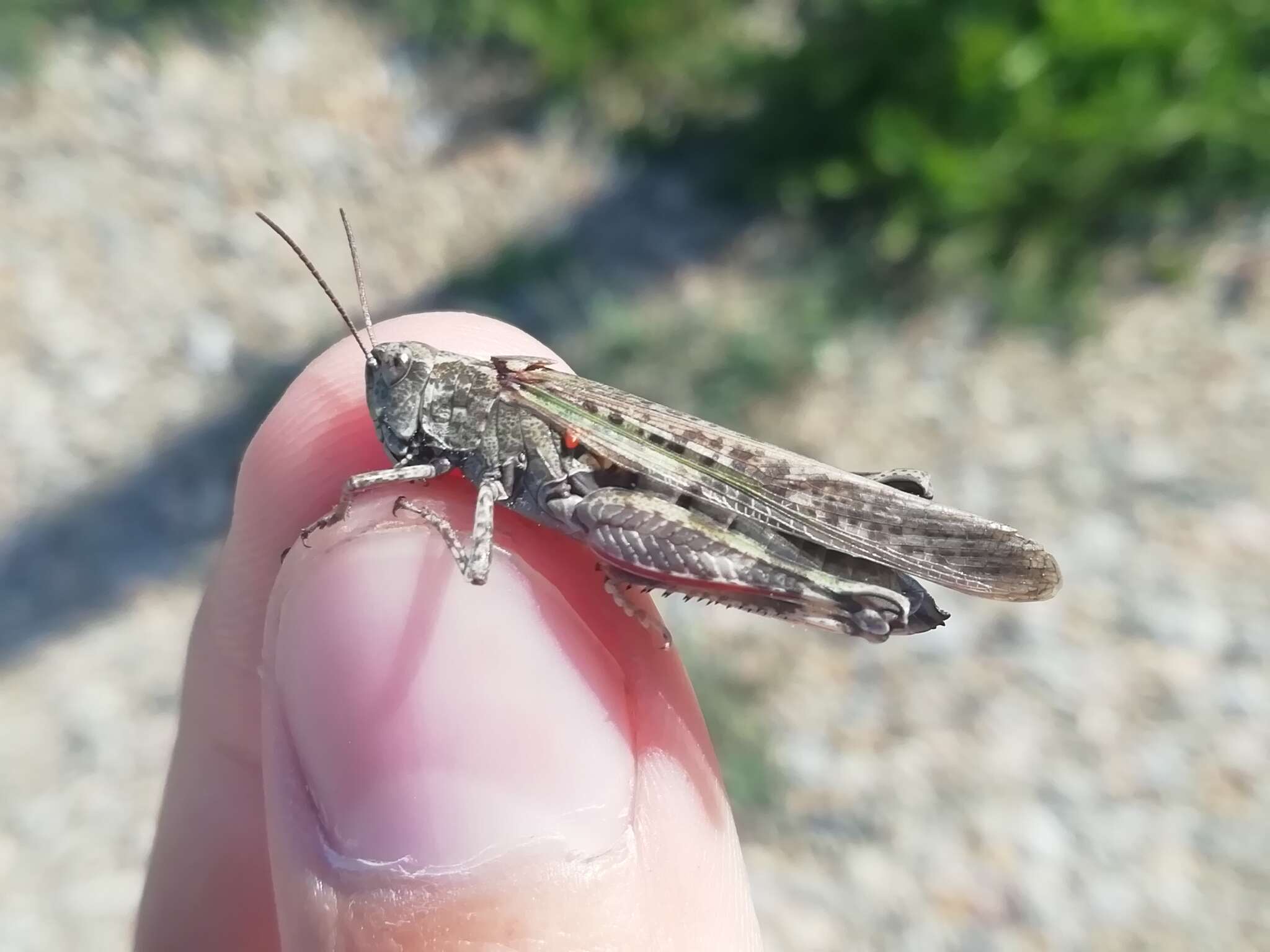 Epacromius pulverulentus (Fischer von Waldheim 1846) resmi