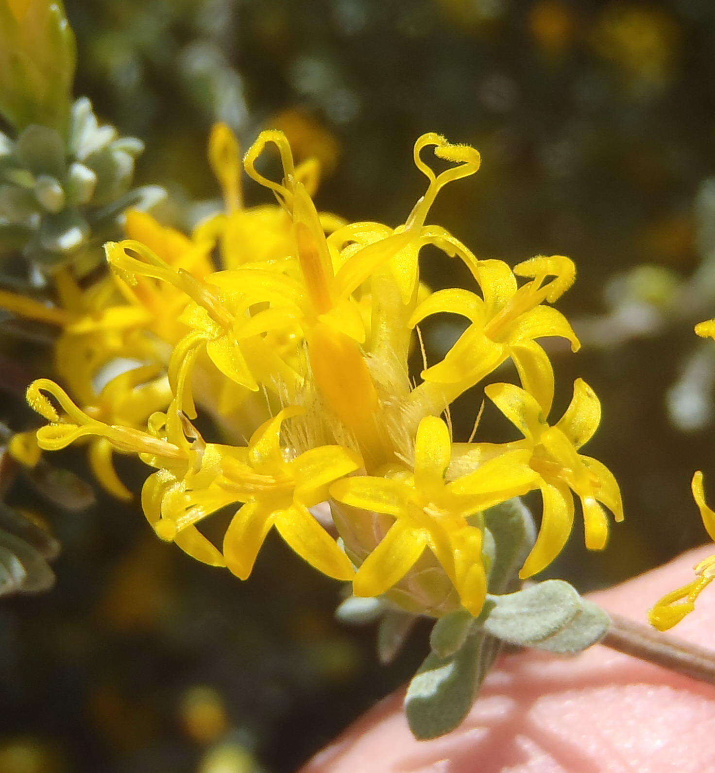 Image of Pteronia incana (Burm. fil.) DC.