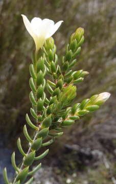 Image of Greater mountain carnation