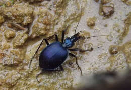 Image of Scaphinotus (Steniridia) andrewsii (T. W. Harris 1839)