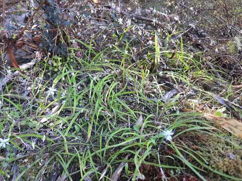 Image of Arthropodium candidum Raoul