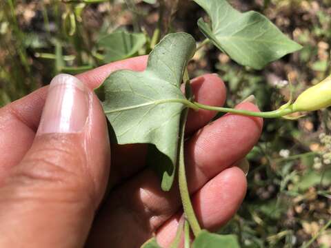 Image of chaparral false bindweed