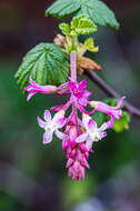 Imagem de Ribes sanguineum var. glutinosum (Benth.) Loud.