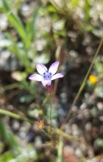 Image of California gilia