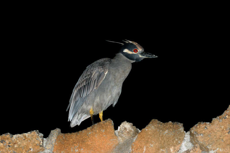 Image of Nyctanassa violacea pauper (Sclater, PL & Salvin 1870)