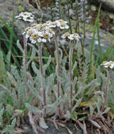 Imagem de Achillea nana L.