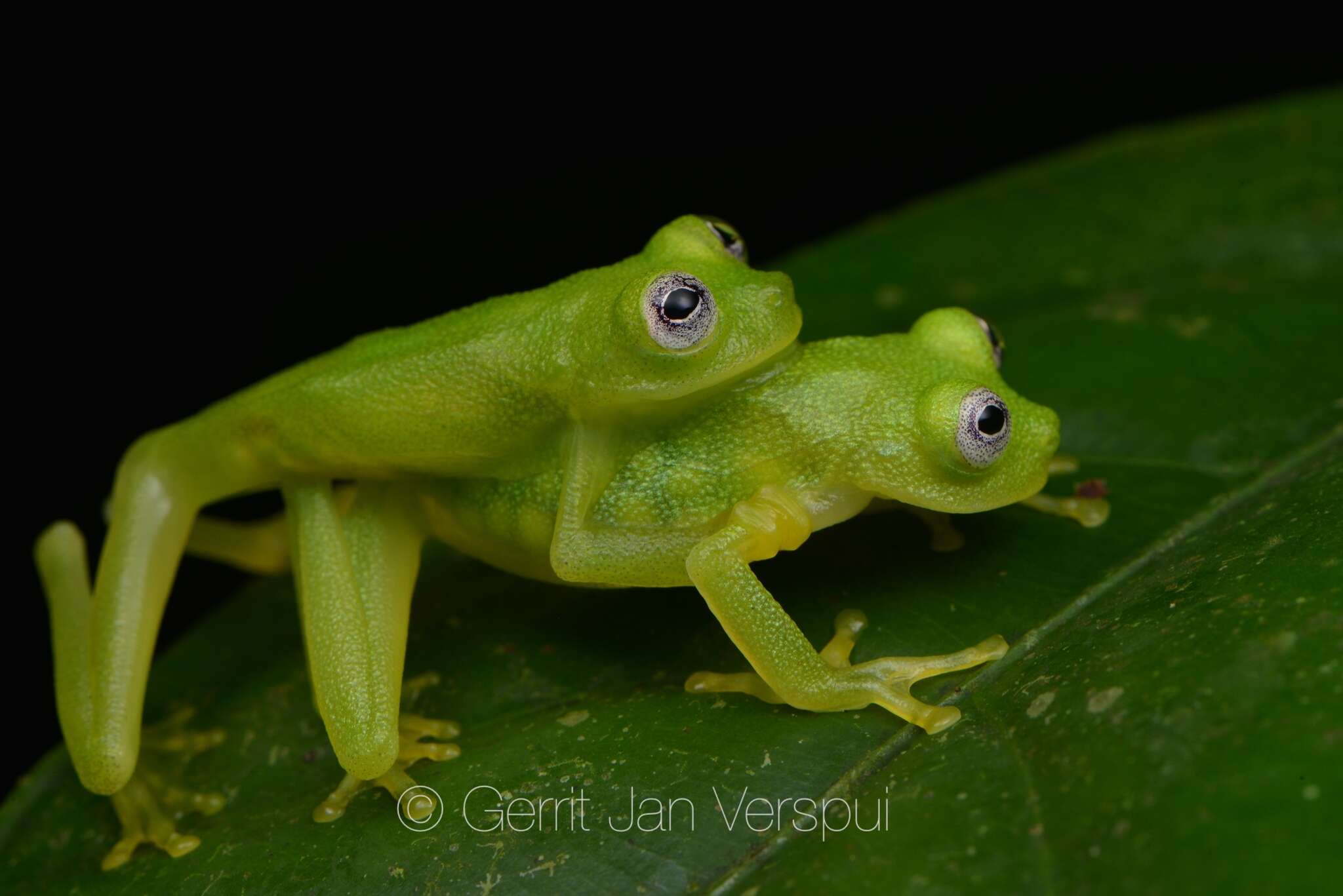 Image of Diane's bare-hearted glassfrog