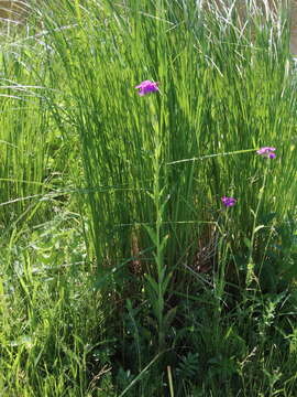 Imagem de Hesperis sibirica L.