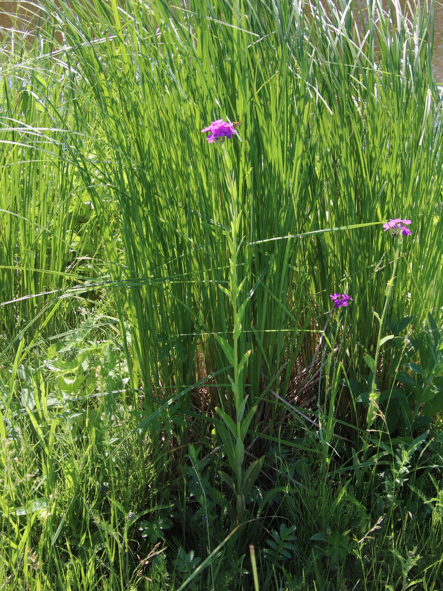 Слика од Hesperis sibirica L.