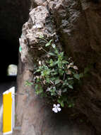 Image of Petrocoptis glaucifolia (Lag.) Pau