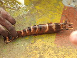 Image of Black tiger shrimp