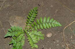 Image of Limestone Fern