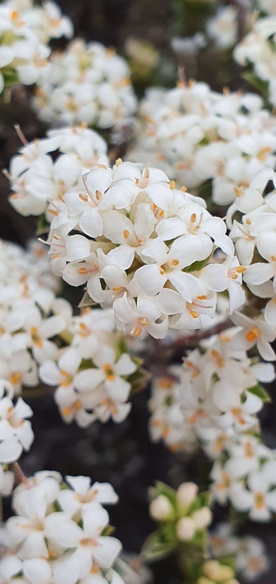 Image of Pimelea concinna Allan