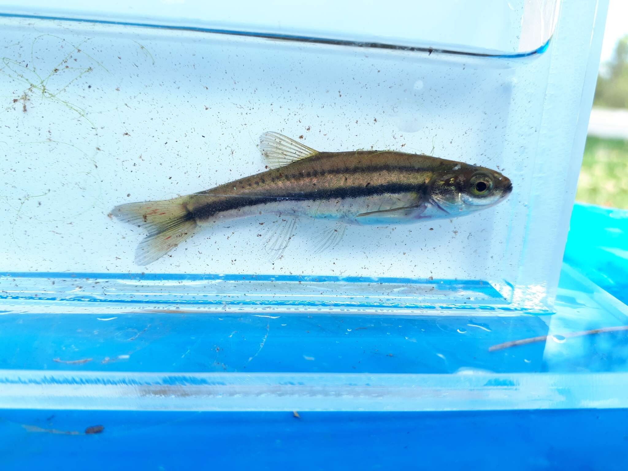 Image of Northern Redbelly Dace