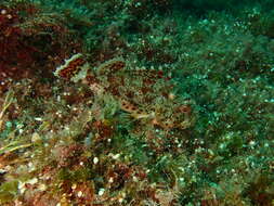 Image of California Scorpionfish